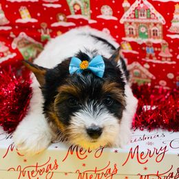 AKC - Ellie 3500 - Black tan and white female Biewer Terrier puppy in Douglas, Georgia from Heartland small breeds