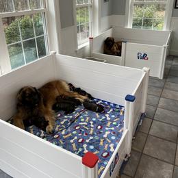 Leonberger and Miniature Australian Shepherd Puppies from Bear Pond Aussies / Leonbergers of Maine