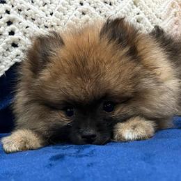 Zac - Orange sable male Pomeranian puppy in Jefferson City, Missouri from MJ’s Pomeranians