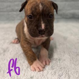Girl 6 - Red brindle female American Pit Bull Terrier puppy in Nine Mile Falls, Washington from Bartin Kennels