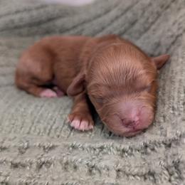 Girl 1 - Red female Cavapoo puppy in Mapleton, Illinois from Gardner Lane Puppies
