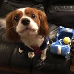 Cavalier King Charles Spaniels from Puppies of Newington