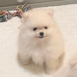 Boy 2 - Cream male Pomeranian puppy in Royston, Georgia from SouthernHearts Poms