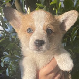Sparrow (survivor) - Pembroke Welsh Corgi puppy in Washington from KB Corgis
