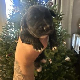 Pick 3 - female Golden Mountain Dog puppy in Montrose, Michigan from Spraggins Sweet Acres