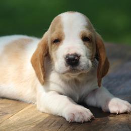 Female 1 - Red and white female Basset Hound puppy in Georgia from Huff's Hounds
