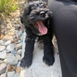 Olive - Black female Miniature Schnauzer puppy in Akron, Ohio from Green Family Companion Kennel, LLC