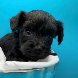 Comet - Black male Yorkipoo puppy in Cameron, South Carolina from Sassy Sailor & Company