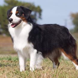 Miniature American Shepherds and Miniature Australian Shepherds from Vigilante Mini Aussies