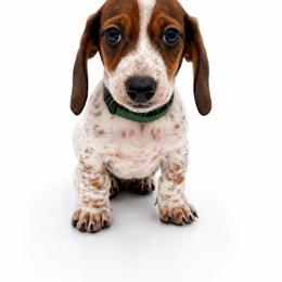 Winston - Piebald male Dachshund puppy in Illinois from William Rotsaert