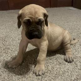 Mastiff Puppies from English Mastiff