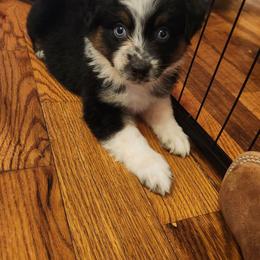 Gypsy Girl 2 - Black tri female Miniature Australian Shepherd puppy in Hampton, Tennessee from TC Farms Stock Dogs - Miniature Australian Shepherds