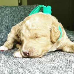 Goldendoodle Puppies from High Desert Mini Doodles