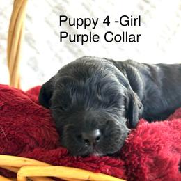 Puppy 4 - Purple Collar - Black and white female Cockapoo puppy in Ankeny, Iowa from Maple’s Cockapoo's and Libby's Schnauzer Puppies
