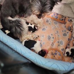 Girl 1 - Black tan and white female Biewer Terrier puppy in Conetoe, North Carolina from Southern Belle's Biewer Terriers & Papillons