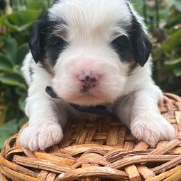 Toad-Blue - Tri-color male Bernedoodle puppy in Casper, Wyoming from 307 Doodles