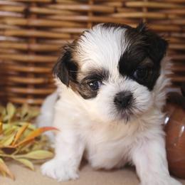 Jolie - Brown and white female Shichon puppy in Pennsylvania from Manor Hills Shih Tzus