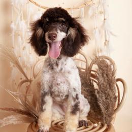 Meadow - Poodle