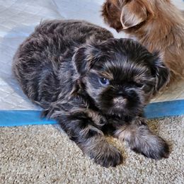Shih Tzu Puppies from A fuzzy piece of heaven