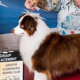 Remark - Miniature American Shepherd