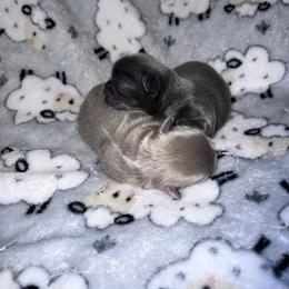 Shih Tzu Puppies from P&B Tzu Tribe