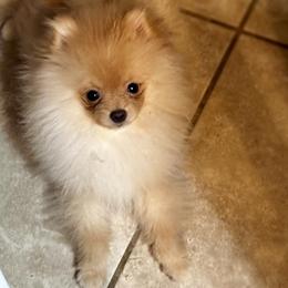 Jazz - Pomeranian