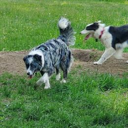 Mya - Border Collie