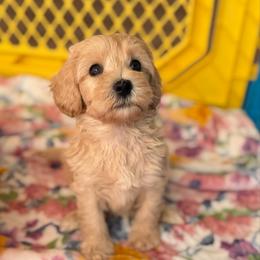 Smidge - Apricot male Australian Labradoodle puppy in Londonderry, New Hampshire from Granite State Labradoodles
