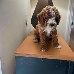 Lewis - Red  male Poodle puppy in Germantown, Maryland from Honey Blossom Doodles