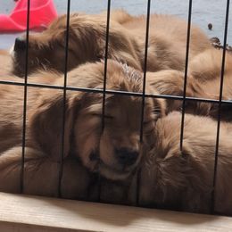 Golden Retriever Puppies from 10 Piece Golden Nugget Retrievers