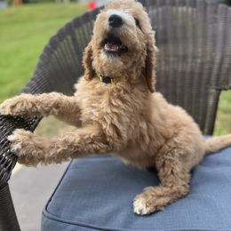 Yellow collar - Cream female Poodle puppy in Cookeville, Tennessee from The Palks Poodles