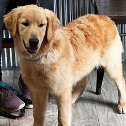 Brody - Golden male Golden Retriever puppy in Graysville, Tennessee from Country Goldens and Mountain Top Cavaliers