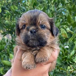 Purple - Tricolor female Shih Tzu puppy in Chico, California from North State Shih tzus