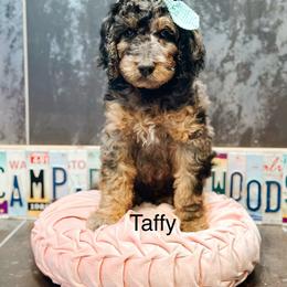 Taffy - Merle female Goldendoodle puppy in Pasco, Washington from Camp Doodle Woods