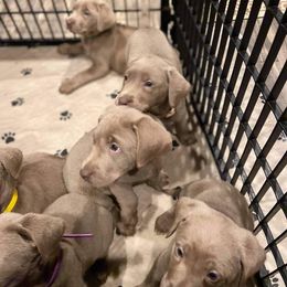 Dilute Retriever Puppies from Silver Bullet Labradors