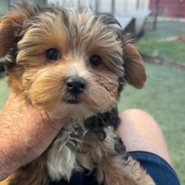 Tucker - Black and tan male Yorkshire Terrier puppy in Kingston, Oklahoma from Lake Life