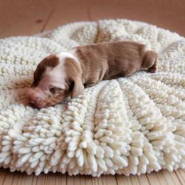 Benson - Piebald male Dachshund puppy in East Bend, North Carolina from Yadkin Valley Dachshunds