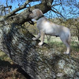 Labrador Retriever Puppies from Rustic View Farm