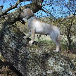 Labrador Retriever Puppies from Rustic View Farm