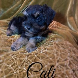 Cali - Black female Schnoodle puppy in Kentucky from Mrs Bs Teeny Schnauzers & Doodles