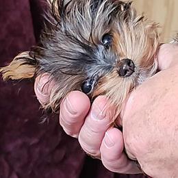 Pomeranian and Yorkshire Terrier Puppies from Pam Ackley