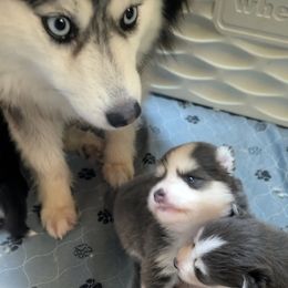 Pup 6 - Blue female Pomsky puppy in Hurleyville, New York from My Crazy Pomskys