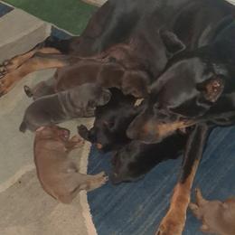 Doberman Pinscher puppies from Dove's K9 Academy
