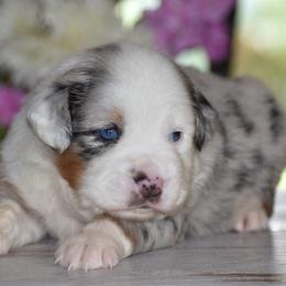 Buckeye - Blue merle male Miniature Australian Shepherd puppy in Lowgap, North Carolina from Baileys Mini Aussies