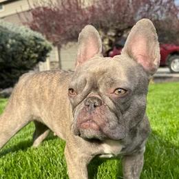 Pebbles - French Bulldog