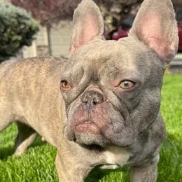Pebbles - French Bulldog