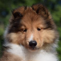 Travis - Sable and white male Shetland Sheepdog puppy in North Carolina from Sunway Kennels