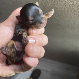 Yorkshire Terrier Puppies from Indiana yorkies