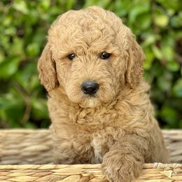 Breeze - Apricot Goldendoodle puppy in Santa Barbara, California from K+C Doodles