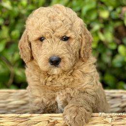 Breeze - Apricot Goldendoodle puppy in Santa Barbara, California from K+C Doodles